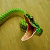 snake-2